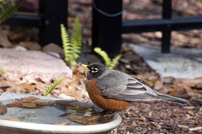 American Robin, Jacksonville, Florida