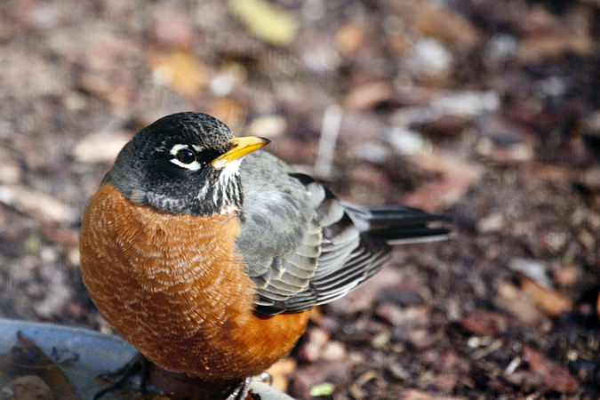 American Robin, Jacksonville, Florida