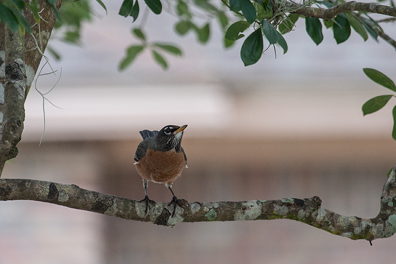 American Robin, Jacksonville, Florida