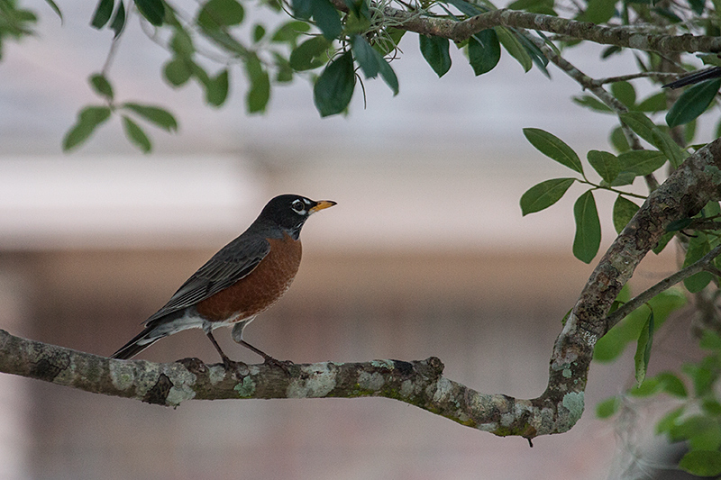 American Robin, Jacksonville, Florida