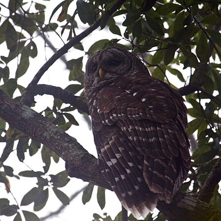 Barred Owl, Jacksonville, Florida