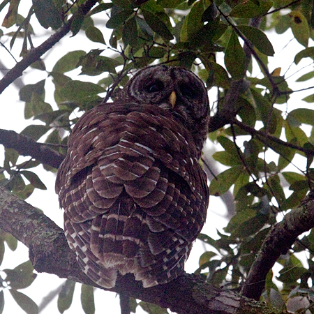 Barred Owl, Jacksonville, Florida