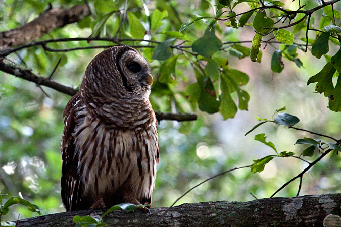 Barred Owl, Jacksonville, Florida