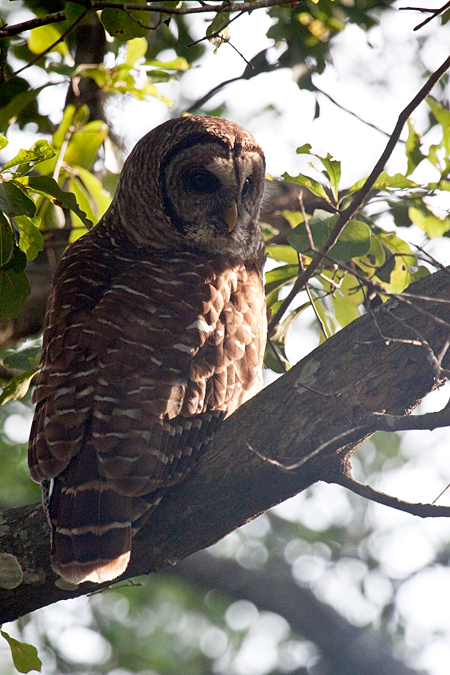 Barred Owl, Jacksonville, Florida