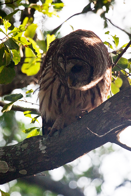 Barred Owl, Jacksonville, Florida