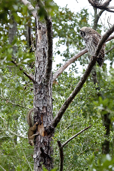 Barred Owl and Gray Squirrel, Jacksonville, Florida