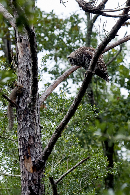 Barred Owl and Gray Squirrel, Jacksonville, Florida