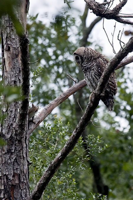 Barred Owl and Gray Squirrel, Jacksonville, Florida