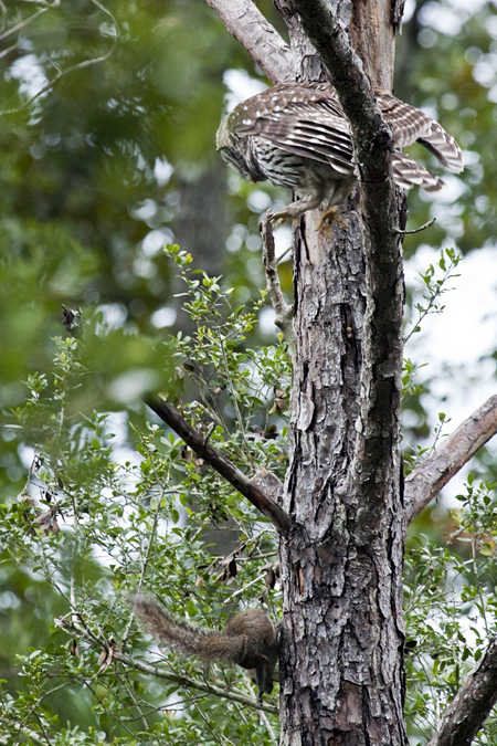 Barred Owl and Gray Squirrel, Jacksonville, Florida