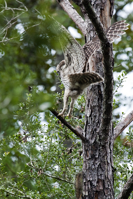 Barred Owl and Gray Squirrel, Jacksonville, Florida