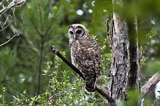 Barred Owl and Gray Squirrel, Jacksonville, Florida