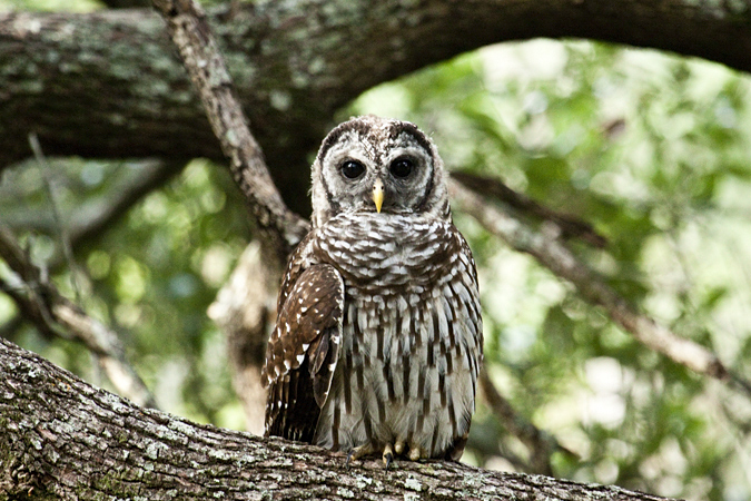 Barred Owl, Jacksonville, Florida