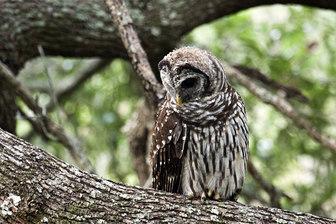 Barred Owl, Jacksonville, Florida