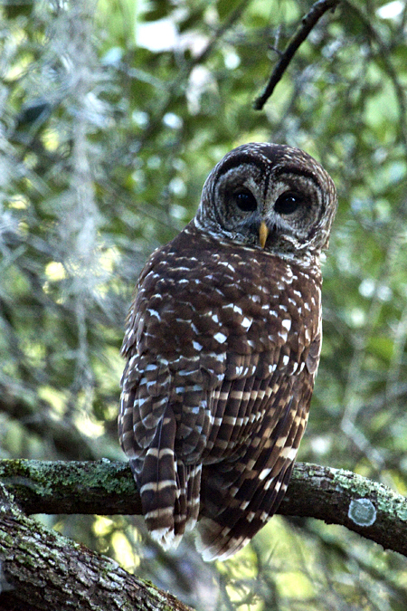 Barred Owl, Jacksonville, Florida