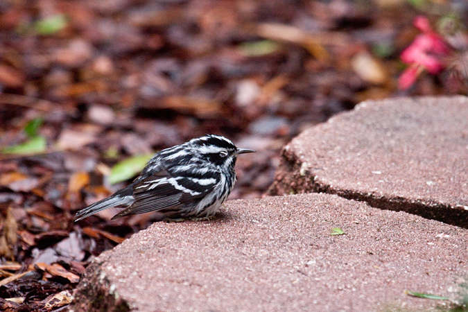 Black-and-white Warbler, Jacksonville, Florida