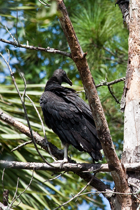 Black Vultures, Jacksonville, Florida