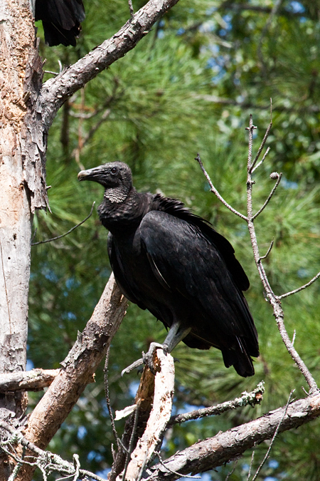 Black Vultures, Jacksonville, Florida