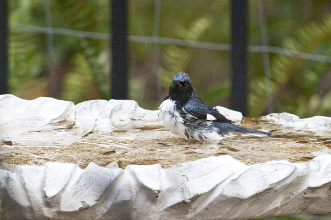 Black-throated Blue Warbler, Jacksonville, Florida