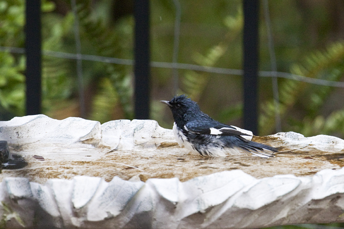 Black-throated Blue Warbler, Jacksonville, Florida