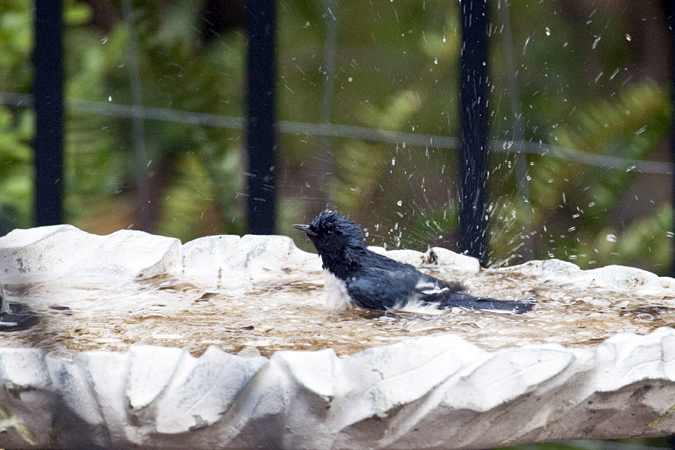 Black-throated Blue Warbler, Jacksonville, Florida