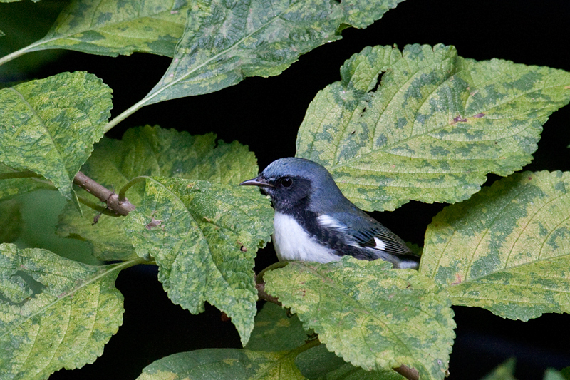 Black-throated Blue Warbler in Beautyberry, Jacksonville, Florida