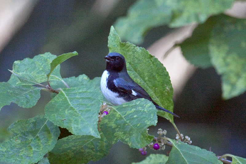 Black-throated Blue Warbler in Beautyberry, Jacksonville, Florida