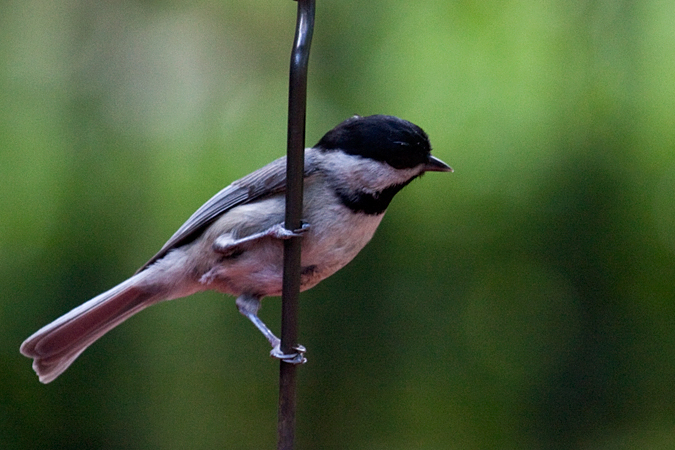 Carolina Chickadee, Jacksonville, Florida