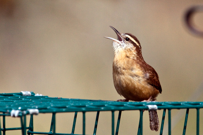 Carolina Wren, Jacksonville, Florida