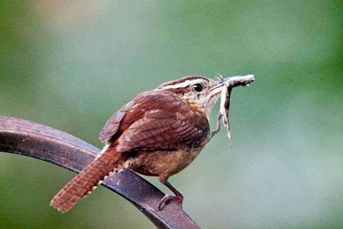 Carolina Wren, Jacksonville, Florida