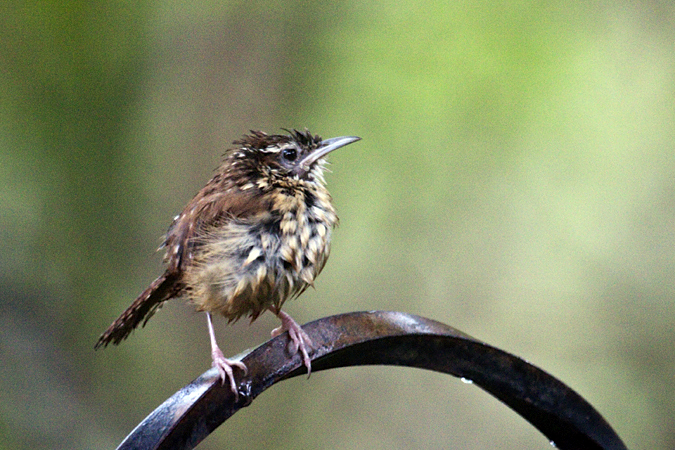 Carolina Wren, Jacksonville, Florida