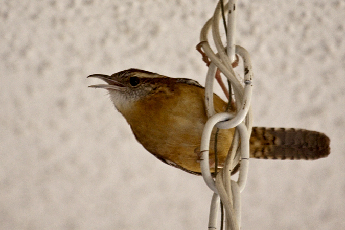 Carolina Wren, Jacksonville, Florida