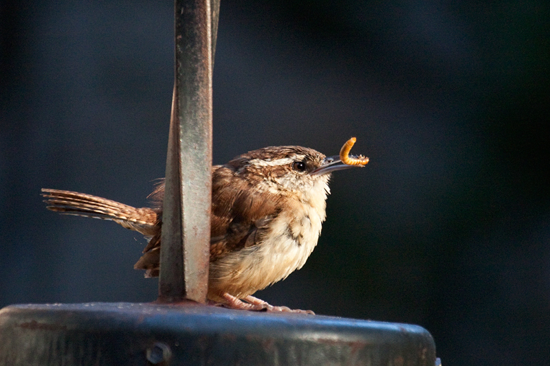 Carolina Wren, Jacksonville, Florida