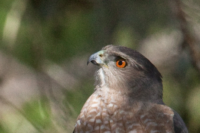 Cooper's Hawk, Jacksonville, Florida