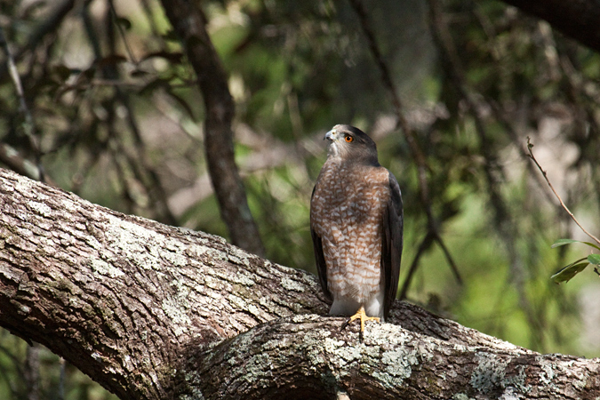 Cooper's Hawk, Jacksonville, Florida