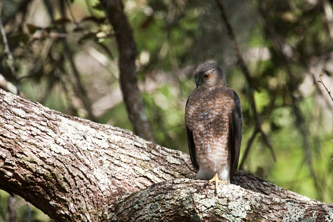 Cooper's Hawk, Jacksonville, Florida