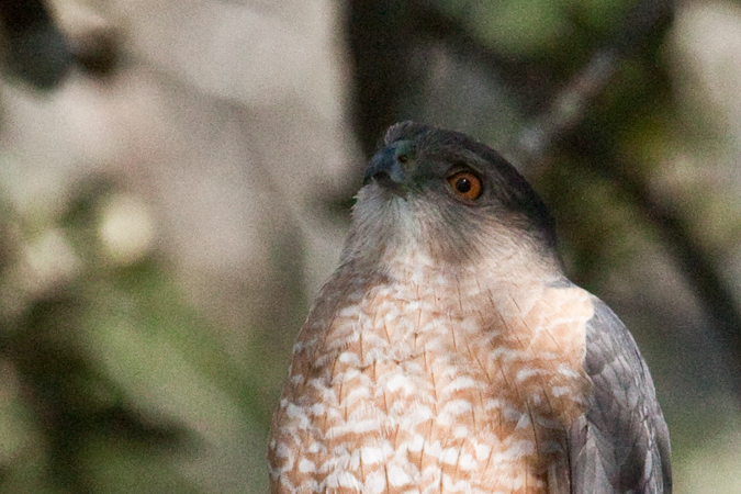 Cooper's Hawk, Jacksonville, Florida