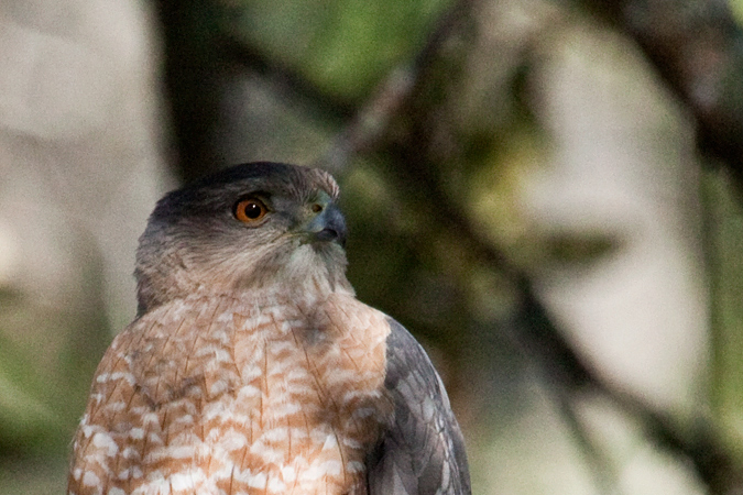 Cooper's Hawk, Jacksonville, Florida