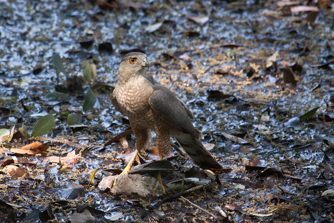 Cooper's Hawk, Jacksonville, Florida