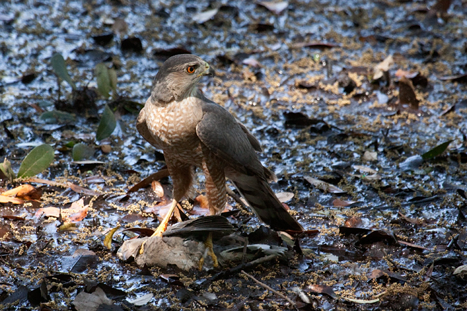 Cooper's Hawk, Jacksonville, Florida