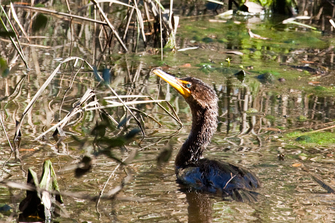 Double-crested Cormorant, Jacksonville, Florida