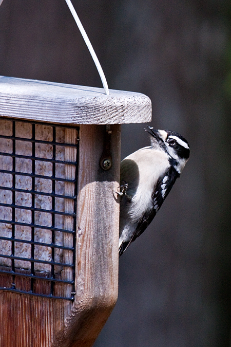 Female Downy Woodpecker, Jacksonville, Florida