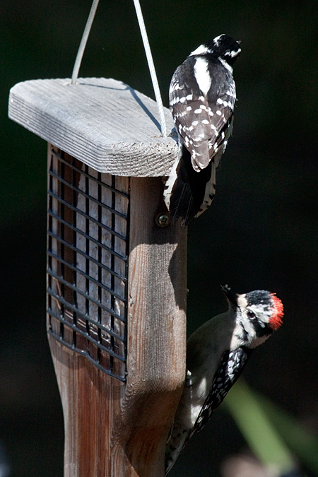  Female and Male Downy Woodpeckers, Jacksonville, Florida