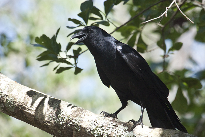 Fish Crow, Jacksonville, Florida