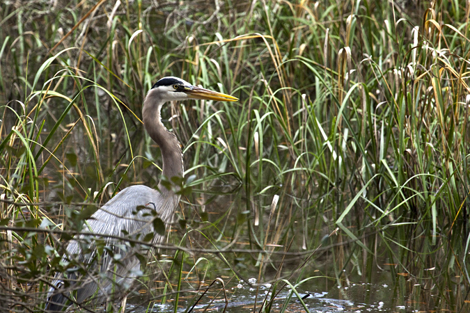 Great Blue Heron, Jacksonville, Florida