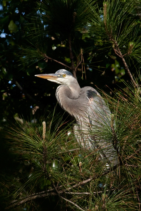 Great Blue Heron, Jacksonville, Florida