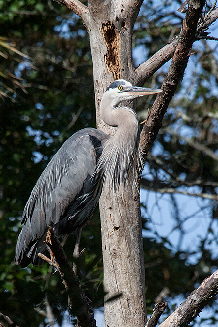 Great Blue Heron, Jacksonville, Florida