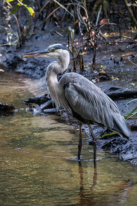 Great Blue Heron, Jacksonville, Florida