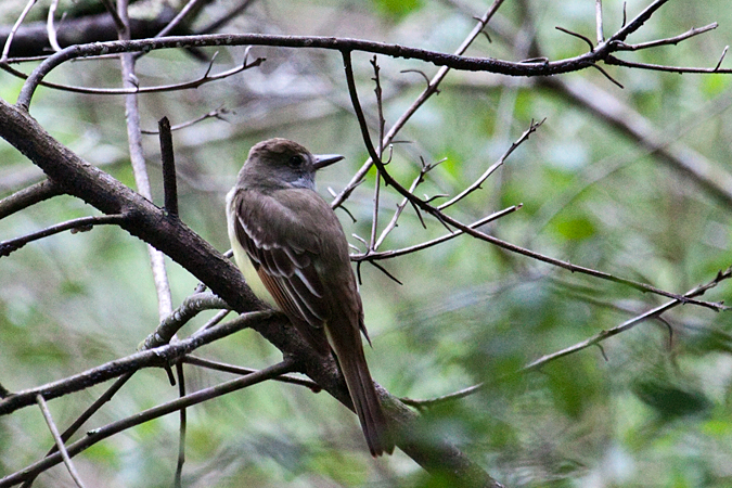 Great Crested Flycatcher, Jacksonville, Florida