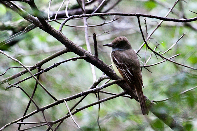 Great Crested Flycatcher, Jacksonville, Florida