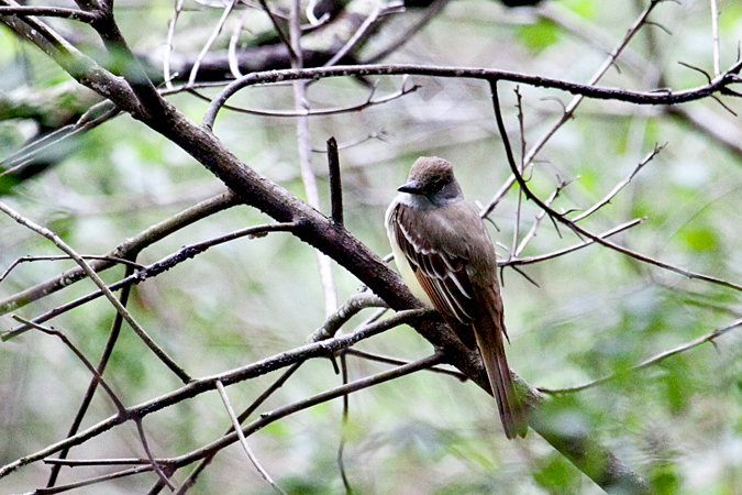 Great Crested Flycatcher, Jacksonville, Florida